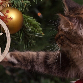 Intra απο ξύλο plywood  Χρώμα wenge 3mm-4mm πάχος - Στολίδι Χριστουγεννιάτικου Δέντρου με Δίασταση 6x6 cm INTRAFABR-78712190 - Image 2