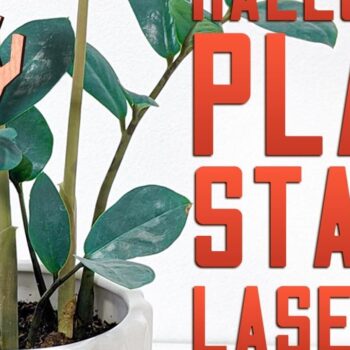 Intra απο ξύλο plywood  Χρώμα wenge 3mm-4mm πάχος - Halloween Plant Stakes Δίασταση 15x15 cm INTRAFABR-101748925 - Image 4