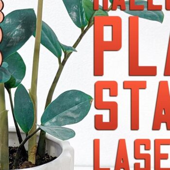 Intra απο ξύλο plywood  Χρώμα wenge 3mm-4mm πάχος - Halloween Plant Stakes Δίασταση 15x15 cm INTRAFABR-101748925 - Image 9