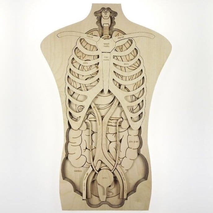 Intra απο ξύλο plywood 3mm-4mm πάχος – ξύλο παζλ ανατομίας ανθρώπινου σώματος 20x25 cm INTRAVECTRY-MY554956