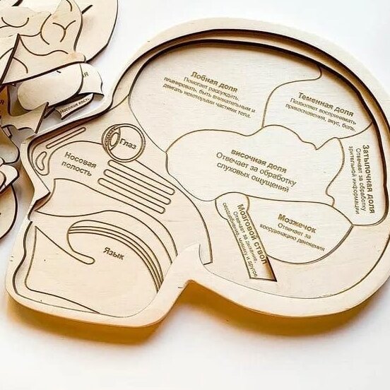1759030763_human-brain-anatomy-puzzle-for-kids-_1