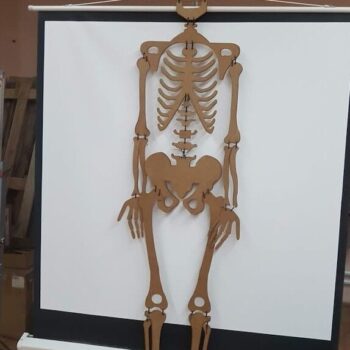 Intra απο ξύλο plywood 3mm-4mm πάχος – ξύλο μοντέλου ανθρώπινου σκελετού από ξύλο 15x20 cm INTRAVECTRY-MY561573 - Image 1