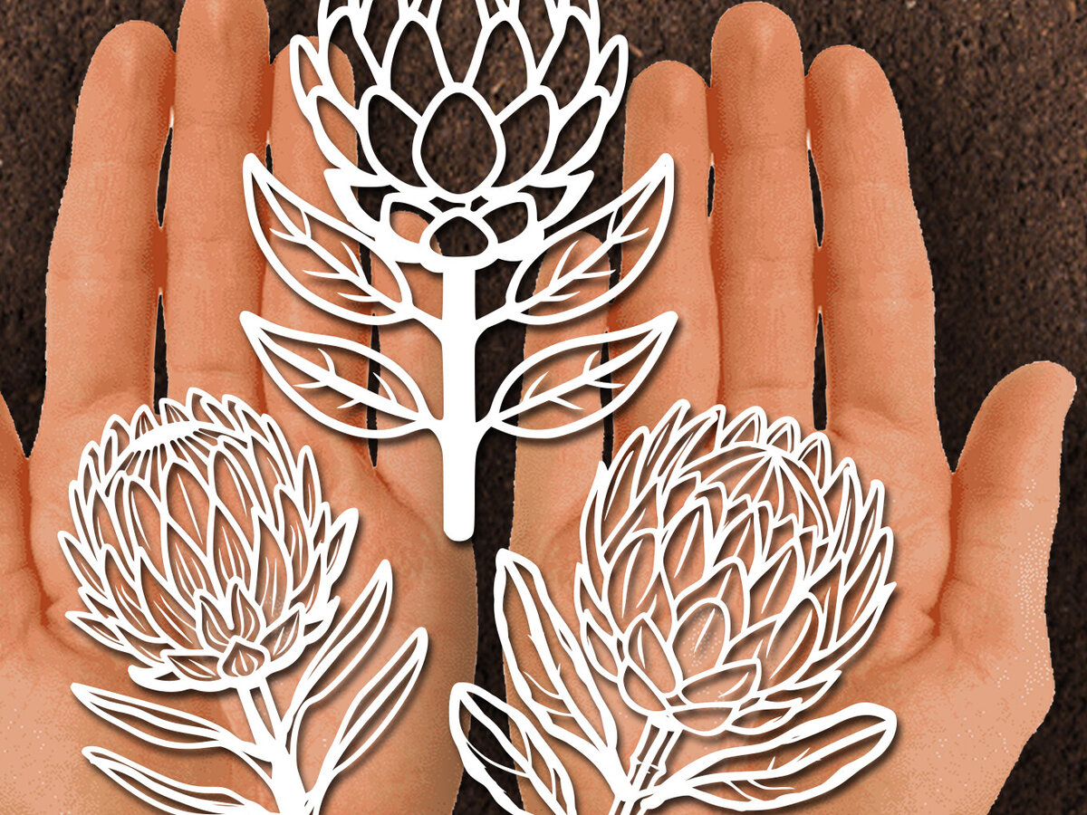 Intra απο ξύλο plywood 3mm-4mm πάχος – Χαρτόκοψη Protea Flower DXF Δίασταση  20x20 cm INTRAFABR-125441868