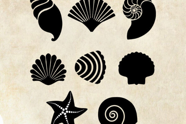 1759059900_Sea-Shells-Laser-Cutting-125190501-1-1