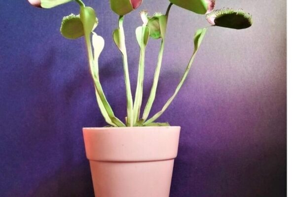 1759093797_Venus-Flytrap-Dionaea-muscipula-Paper-Flower-Templates-Graphics-19612258-1-1