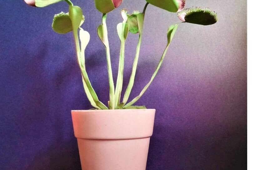 Intra απο ξύλο plywood 3mm-4mm πάχος – Χάρτινα πρότυπα λουλουδιών Venus Flytrap (Dionaea Muscipula). Δίασταση  20x20 cm INTRAFABR-19612258