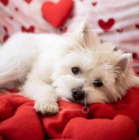 Intra Συλλεκτικό Ξύλινο Παζλ Plywood  4mm - Σκύλος του Αγίου Βαλεντίνου σε μαξιλάρια σε σχήμα καρδιάς Σε Ξύλινο Κουτί - Διαστάσεις: 10x10 cm – 25 κομμάτια - Image 1