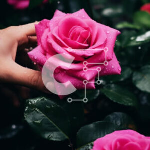 Intra Συλλεκτικό Ξύλινο Παζλ Plywood  4mm - Χέρι που κρατά δύο ροζ τριαντάφυλλα με φύλλα Σε Ξύλινο Κουτί - Διαστάσεις: 10x10 cm – 25 κομμάτια