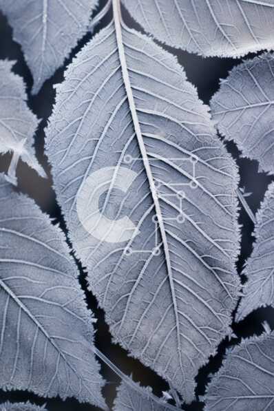 Intra Συλλεκτικό Ξύλινο Παζλ Plywood  4mm - Κοντινό πλάνο φύλλων που καλύπτονται από παγετό Σε Ξύλινο Κουτί - Διαστάσεις: 10x10 cm – 25 κομμάτια