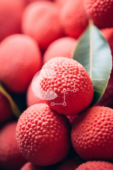 Intra Συλλεκτικό Ξύλινο Παζλ Plywood  4mm - Σωρός από κόκκινα λίτσι με πράσινο φύλλο Σε Ξύλινο Κουτί - Διαστάσεις: 10x10 cm – 25 κομμάτια