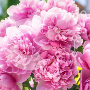 Intra Συλλεκτικό Ξύλινο Παζλ Plywood  4mm - Ροζ παιώνιες σε κόκκινο βάζο Σε Ξύλινο Κουτί - Διαστάσεις: 10x10 cm – 25 κομμάτια