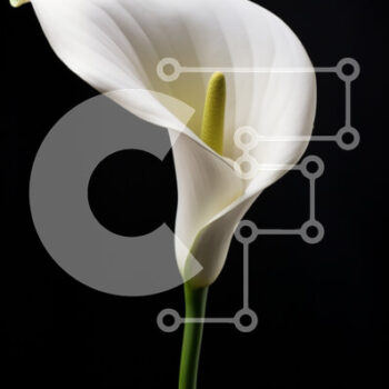 Intra Συλλεκτικό Ξύλινο Παζλ Plywood 4mm - Single White Calla Lily σε πρώτο πλάνο Σε Ξύλινο Κουτί - Διαστάσεις: 10x10 cm – 25 κομμάτια - Image 1