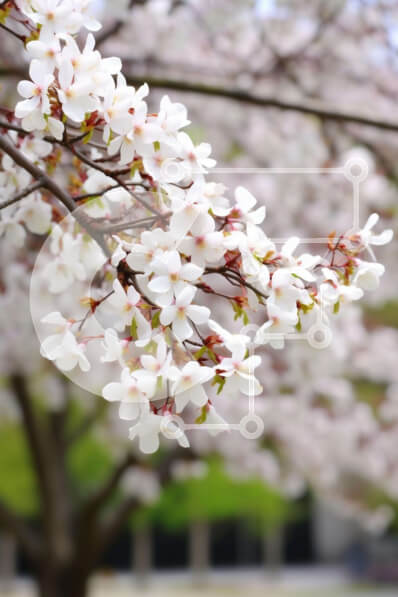 Intra Συλλεκτικό Ξύλινο Παζλ Plywood  4mm - Κλαδί δέντρου με λευκά λουλούδια στην αστική περιοχή Σε Ξύλινο Κουτί - Διαστάσεις: 10x10 cm – 25 κομμάτια