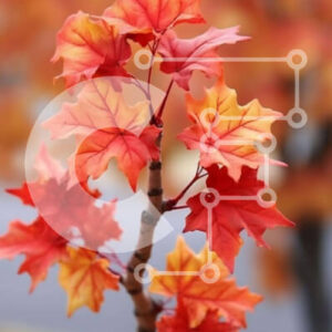 Intra Συλλεκτικό Ξύλινο Παζλ Plywood  4mm - Σφενδάμι με κόκκινα και κίτρινα φύλλα Σε Ξύλινο Κουτί - Διαστάσεις: 10x10 cm – 25 κομμάτια