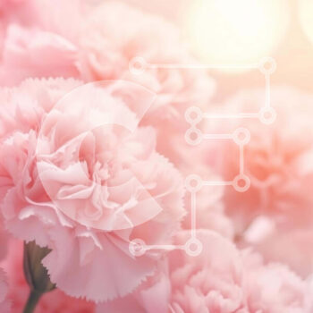 Intra Συλλεκτικό Ξύλινο Παζλ Plywood  4mm - Ροζ γαρύφαλλο μπουκέτο - σύμβολο αγάπης και ρομαντισμού Σε Ξύλινο Κουτί - Διαστάσεις: 10x10 cm – 25 κομμάτια - Image 1