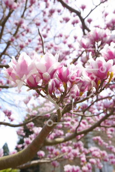 Intra Συλλεκτικό Ξύλινο Παζλ Plywood  4mm - Κλαδί δέντρου με ανθισμένα ροζ λουλούδια Σε Ξύλινο Κουτί - Διαστάσεις: 10x10 cm – 25 κομμάτια