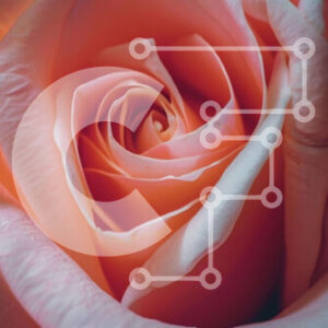 Intra Συλλεκτικό Ξύλινο Παζλ Plywood  4mm - Ροζ τριαντάφυλλο στην άνθιση Σε Ξύλινο Κουτί - Διαστάσεις: 10x10 cm – 25 κομμάτια