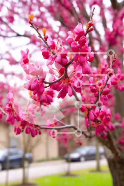 Intra Συλλεκτικό Ξύλινο Παζλ Plywood  4mm - Ροζ ανθισμένο δέντρο με ανθισμένα λουλούδια και παρκαρισμένα αυτοκίνητα Σε Ξύλινο Κουτί - Διαστάσεις: 10x10 cm – 25 κομμάτια