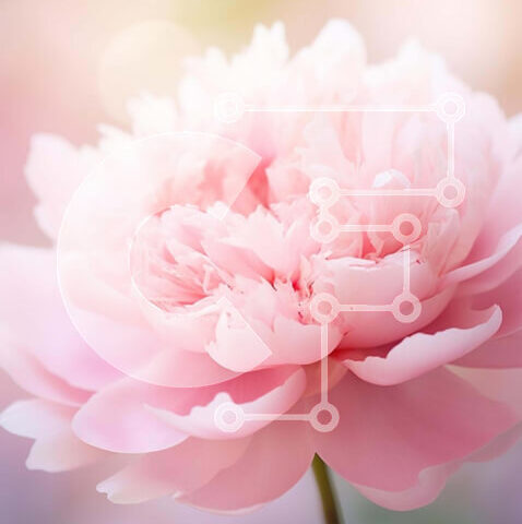 Intra Συλλεκτικό Ξύλινο Παζλ Plywood  4mm - Ροζ λουλούδι παιώνιας σε πλήρη άνθιση Σε Ξύλινο Κουτί - Διαστάσεις: 10x10 cm – 25 κομμάτια - Image 1