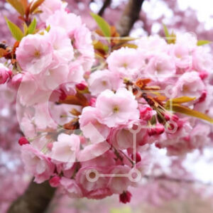 Intra Συλλεκτικό Ξύλινο Παζλ Plywood  4mm - Cherry Blossom Tree σε αστικό περιβάλλον Σε Ξύλινο Κουτί - Διαστάσεις: 10x10 cm – 25 κομμάτια