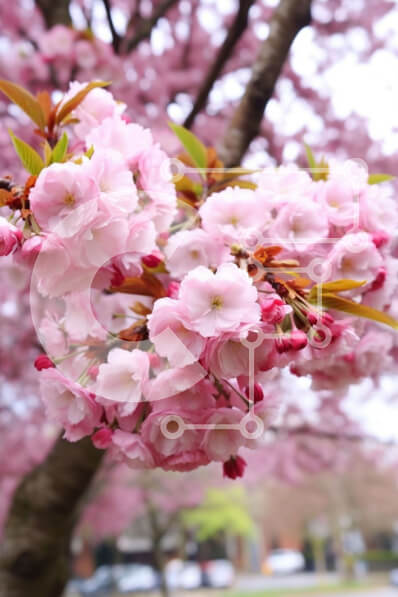 Intra Συλλεκτικό Ξύλινο Παζλ Plywood  4mm - Cherry Blossom Tree σε αστικό περιβάλλον Σε Ξύλινο Κουτί - Διαστάσεις: 10x10 cm – 25 κομμάτια