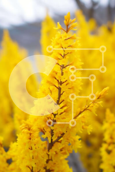 Intra Συλλεκτικό Ξύλινο Παζλ Plywood  4mm - Κοντινό πλάνο κίτρινων λουλουδιών Σε Ξύλινο Κουτί - Διαστάσεις: 10x10 cm – 25 κομμάτια