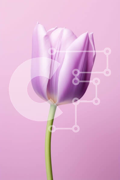 Intra Συλλεκτικό Ξύλινο Παζλ Plywood  4mm - Μονό μωβ λουλούδι τουλίπας σε υπόλευκο φόντο Σε Ξύλινο Κουτί - Διαστάσεις: 10x10 cm – 25 κομμάτια