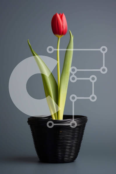 Intra Συλλεκτικό Ξύλινο Παζλ Plywood  4mm - Κόκκινο λουλούδι τουλίπας σε μαύρη γλάστρα Σε Ξύλινο Κουτί - Διαστάσεις: 10x10 cm – 25 κομμάτια