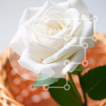 Intra Συλλεκτικό Ξύλινο Παζλ Plywood  4mm - Φρέσκο ​​λευκό τριαντάφυλλο σε ψάθινο καλάθι Σε Ξύλινο Κουτί - Διαστάσεις: 10x10 cm – 25 κομμάτια - Image 1