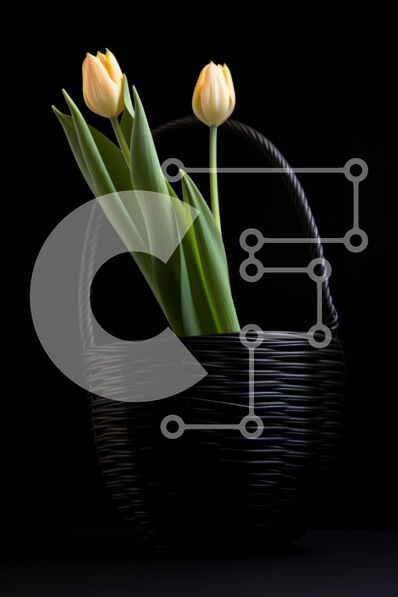 Intra Συλλεκτικό Ξύλινο Παζλ Plywood  4mm - Κίτρινες τουλίπες σε ένα ψάθινο καλάθι σε μαύρο φόντο Σε Ξύλινο Κουτί - Διαστάσεις: 10x10 cm – 25 κομμάτια