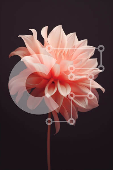 Intra Συλλεκτικό Ξύλινο Παζλ Plywood  4mm - Όμορφο ροζ λουλούδι σε μαύρο φόντο Σε Ξύλινο Κουτί - Διαστάσεις: 10x10 cm – 25 κομμάτια