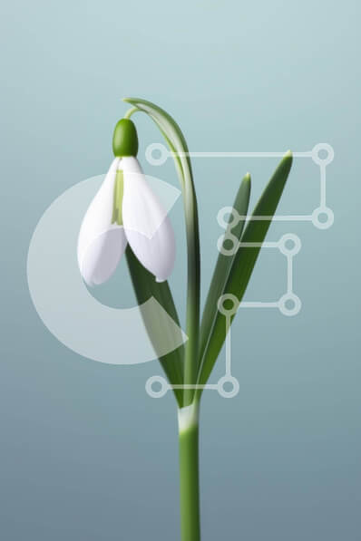 Intra Συλλεκτικό Ξύλινο Παζλ Plywood  4mm - Μονό λουλούδι χιονοστιβάδας στο έδαφος Σε Ξύλινο Κουτί - Διαστάσεις: 10x10 cm – 25 κομμάτια