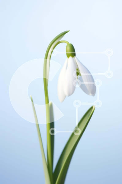 Intra Συλλεκτικό Ξύλινο Παζλ Plywood  4mm - Μονό λευκό λουλούδι χιονοστιβάδας στην πρώιμη ανοιξιάτικη άνθιση Σε Ξύλινο Κουτί - Διαστάσεις: 10x10 cm – 25 κομμάτια