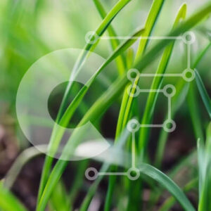 Intra Συλλεκτικό Ξύλινο Παζλ Plywood  4mm - Φρεσκοκομμένο πράσινο γρασίδι κινηματογράφηση σε πρώτο πλάνο Σε Ξύλινο Κουτί - Διαστάσεις: 10x10 cm – 25 κομμάτια