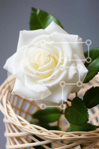 Intra Συλλεκτικό Ξύλινο Παζλ Plywood  4mm - Λευκό τριαντάφυλλο σε ψάθινο καλάθι Σε Ξύλινο Κουτί - Διαστάσεις: 10x10 cm – 25 κομμάτια