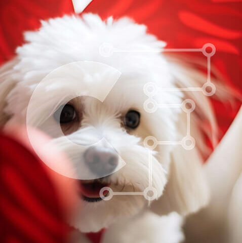 Intra Συλλεκτικό Ξύλινο Παζλ Plywood  4mm - Χαριτωμένο λευκό σκυλί με κόκκινα κουτιά σε σχήμα καρδιάς Σε Ξύλινο Κουτί - Διαστάσεις: 10x10 cm – 25 κομμάτια - Image 1