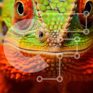 Intra Συλλεκτικό Ξύλινο Παζλ Plywood  4mm - Κοντινό πλάνο μιας πορτοκαλί και πράσινης σαύρας που κοιτάζει επίμονα τον θεατή Σε Ξύλινο Κουτί - Διαστάσεις: 10x10 cm – 25 κομμάτια