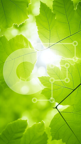 Intra Συλλεκτικό Ξύλινο Παζλ Plywood  4mm - Κοντινό πλάνο πράσινων φύλλων με φιλτράρισμα του ηλιακού φωτός Σε Ξύλινο Κουτί - Διαστάσεις: 10x10 cm – 25 κομμάτια