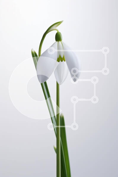 Intra Συλλεκτικό Ξύλινο Παζλ Plywood  4mm - Μονό λευκό λουλούδι χιονοστιβάδας με πράσινους μίσχους Σε Ξύλινο Κουτί - Διαστάσεις: 10x10 cm – 25 κομμάτια