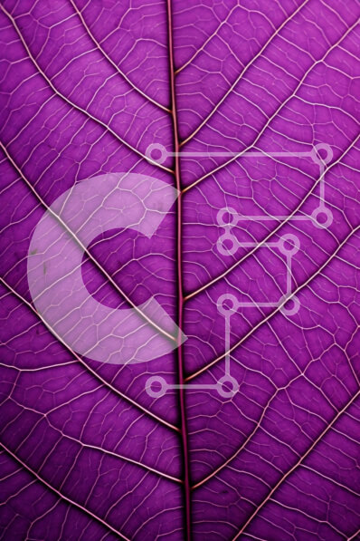 Intra Συλλεκτικό Ξύλινο Παζλ Plywood  4mm - Κοντινό πλάνο ενός μωβ φύλλου με ορατές φλέβες Σε Ξύλινο Κουτί - Διαστάσεις: 10x10 cm – 25 κομμάτια