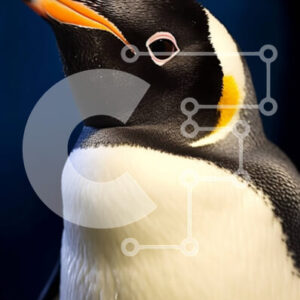 Intra Συλλεκτικό Ξύλινο Παζλ Plywood  4mm - Αξιολάτρευτη εικόνα ενός πιγκουίνου με ασπρόμαυρα φτερά και κίτρινο ράμφος Σε Ξύλινο Κουτί - Διαστάσεις: 10x10 cm – 25 κομμάτια