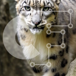 Intra Συλλεκτικό Ξύλινο Παζλ Plywood  4mm - Εκπληκτική εικόνα μιας λεοπάρδαλης του χιονιού σε ένα βραχώδες έδαφος Σε Ξύλινο Κουτί - Διαστάσεις: 10x10 cm – 25 κομμάτια