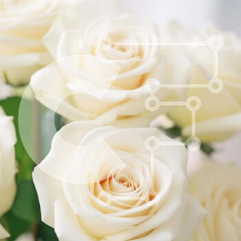 Intra Συλλεκτικό Ξύλινο Παζλ Plywood  4mm - Φρέσκα λευκά τριαντάφυλλα σε ανοιχτό βάζο Σε Ξύλινο Κουτί - Διαστάσεις: 10x10 cm – 25 κομμάτια - Image 1