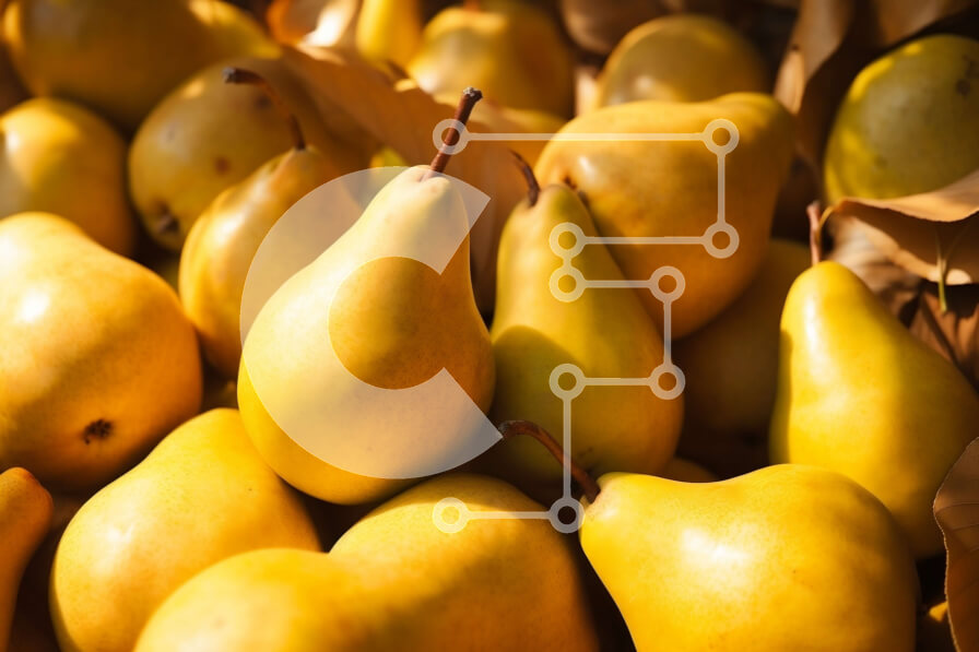 Intra Συλλεκτικό Ξύλινο Παζλ Plywood  4mm - Στοίβα από κίτρινα αχλάδια Σε Ξύλινο Κουτί - Διαστάσεις: 10x10 cm – 25 κομμάτια