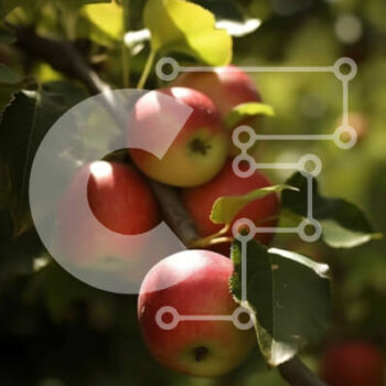 Intra Συλλεκτικό Ξύλινο Παζλ Plywood  4mm - Φρέσκα και ζουμερά κόκκινα μήλα που κρέμονται από ένα δέντρο Σε Ξύλινο Κουτί - Διαστάσεις: 10x10 cm – 25 κομμάτια - Image 1