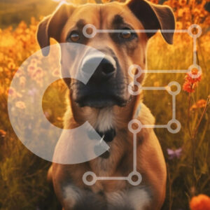 Intra Συλλεκτικό Ξύλινο Παζλ Plywood  4mm - Όμορφη εικόνα ενός σκύλου σε ένα χωράφι λουλουδιών στο ηλιοβασίλεμα Σε Ξύλινο Κουτί - Διαστάσεις: 10x10 cm – 25 κομμάτια