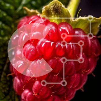 Intra Συλλεκτικό Ξύλινο Παζλ Plywood  4mm - Φρέσκια εικόνα ενός κόκκινου βατόμουρου σε ένα πράσινο φύλλο Σε Ξύλινο Κουτί - Διαστάσεις: 10x10 cm – 25 κομμάτια - Image 1