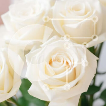 Intra Συλλεκτικό Ξύλινο Παζλ Plywood  4mm - Φρέσκα λευκά τριαντάφυλλα σε βάζο Σε Ξύλινο Κουτί - Διαστάσεις: 10x10 cm – 25 κομμάτια - Image 1