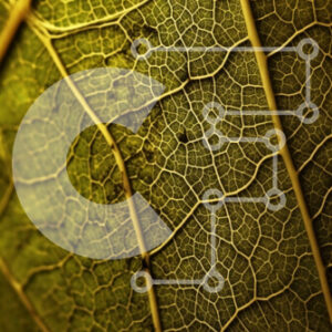 Intra Συλλεκτικό Ξύλινο Παζλ Plywood  4mm - Περίπλοκες φλέβες και όμορφες αποχρώσεις του πράσινου σε μια κοντινή όψη φύλλων Σε Ξύλινο Κουτί - Διαστάσεις: 10x10 cm – 25 κομμάτια