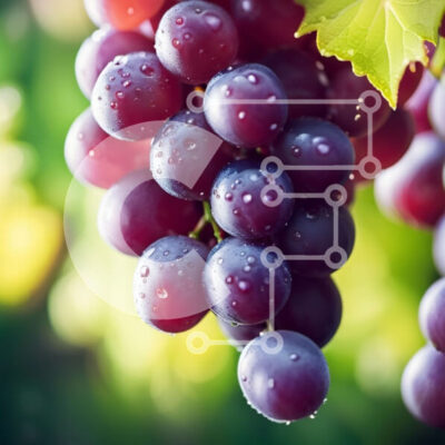 Intra Συλλεκτικό Ξύλινο Παζλ Plywood  4mm - Γκρο πλαν φωτογραφία φρέσκων μωβ σταφυλιών με σταγονίδια νερού Σε Ξύλινο Κουτί - Διαστάσεις: 10x10 cm – 25 κομμάτια - Image 1